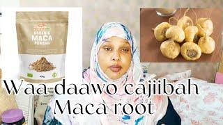 Waa daawo cajiibah Maca root.