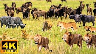 4K African Wildlife  The Worlds Greatest Migration from Tanzania to Kenya With Real Sounds