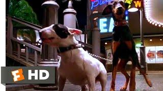 Babe Pig in the City 1998 - Dog Chase Scene 310  Movieclips