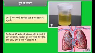 Hindi Medium  Class 10  BIOLOGY  Life Processes Excretion V  Stateboard  FREE Tutorial