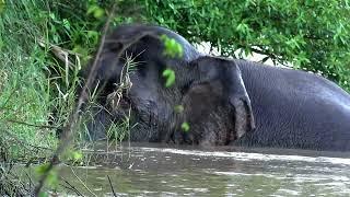 BORNEO - PYGMY ELEPHANT #borneo  #endemic  #elephant #wildlife #rare #birds #birding