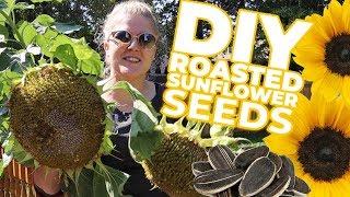 DIY Harvesting & Roasting Sunflower Seeds 5 DIFFERENT FLAVORS