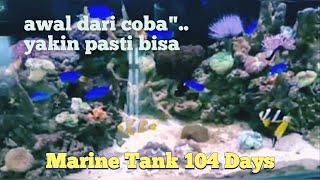 Aquarium air laut dari yang kecil #marinefish