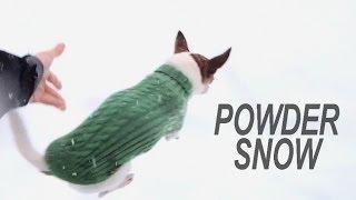 Why chihuahuas dont run on the snow?