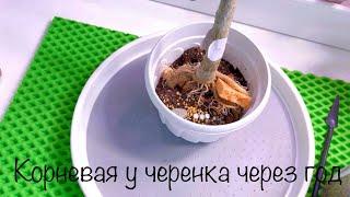 Корневая у черенка через год и пересадим алоказии#ниндзя#зебрина