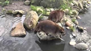 4K UltraHD Blijdorp - Rotterdam Zoo wasberen