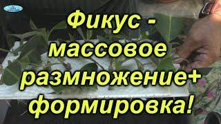 Фикус. Как легко можно размножить фикус в больших количествах