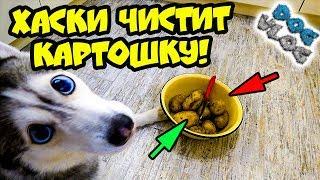 DOGVLOG ХАСКИ ЧИСТИТ КАРТОШКУ Говорящая собака