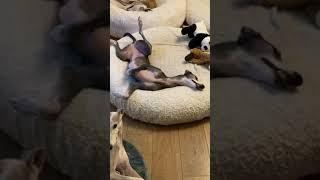 That looks... Comfy? #dogs #funny #funnydogs #cute #cutedogs #shorts