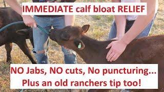 FAST RELIEF of CALF BLOAT NO Jabs NO cutting No Puncturing. Easy and effective