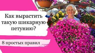 КАК УХАЖИВАТЬ ЗА ПЕТУНИЕЙ чтобы она всегда была очень пышной и красивой Простые советы