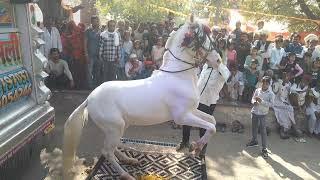 घोड़ी का डांस देक उड़ जायेंगे होश  horse dancing video