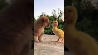 Unbreakable Bond Adorable Puppy And Baby Duck  Friendship Is Key  #Animallovers #friends