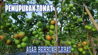 Cara pemupukan tomat agar berbuah lebat