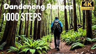 Hiking 1000 Steps at Mount Dandenong Ranges - Ultimate Guide Melbourne