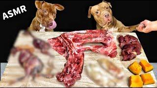 【犬のASMR】骨をボリボリ食べるピットブルの咀嚼音がクセになる