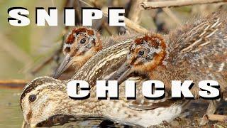 Common Snipe bird feeding its chicks