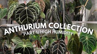 Anthurium collection PART 1 plants growing in greenhouse environments
