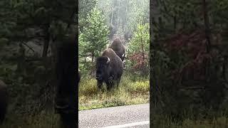 Bison Run Out Of The Forest Next To Our Yellowstone Tour Van #yellowstonenationalpark