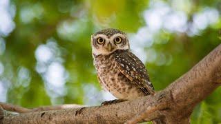 12 Fun Owl Facts 