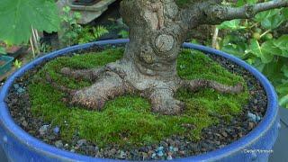 Bonsai Arbeiten an den kleinen Bäumen im August Teil 1