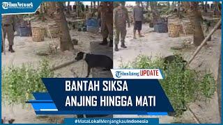 Satpol PP Aceh Bantah Siksa Anjing Canon Hingga Mati