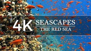 4K  1H  RED SEA UNDERWATER SEASCAPES  Colorful Coral Reefs and Wildlife