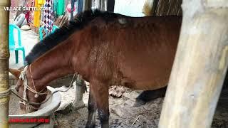 Super Murrah buffalo & Power horse meeting Frist time fever21. Village cattel zone