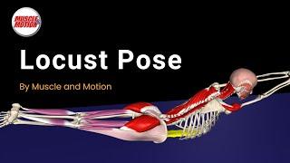 Master the Locust Pose Strengthen Your Back & Fix Mistakes