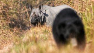 Nepal Jungle Safari tourNepal National parks and wildlife  Jungle safari in Nepal Rhino in nepal