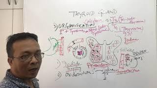 Thyroid Glandphysiology lectureNursing and MBBS year1hyperthyroidism and Hypothyroidism