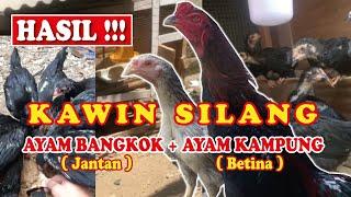 Hasil Kawin Silang  Ayam Bangkok dan Ayam Kampung