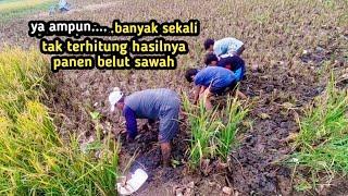 TIDAK ADA YANG MELESET KALO PAWANG BELUT SUDAH TURUN TANGAN NGUKUY BELUT #ngukuybelut