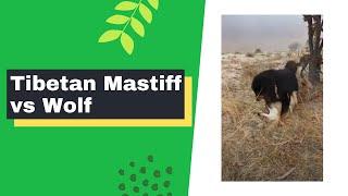 Tibetan Mastiff vs Wolf 