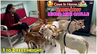 Micro Mini Cattle Which could be raised in your Home   Very Short & Friendly Cows #youtube #viral