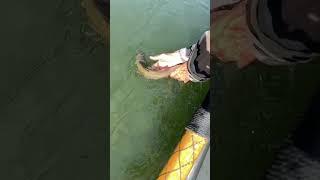 Native Westslope Cutthroat trout released from a Montana stream