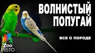 Волнистый попугай - Все о породе  Попугай породы - Волнистый