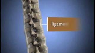 Строение позвоничника. Медицинская анимация