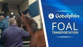 Foal Transportation  Newmarket to Ireland