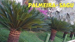 Palmeira - Sagu Cycas Revoluta