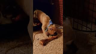 Cane Corso Puppy - First Big Bone