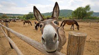 Funny Cute Donkeys To Make You Smile