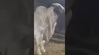 Masha Allah 2 dant Champion bull of Pakistan ️️