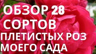 Обзор 28 сортов плетистых роз моего сада.