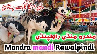 Today Mandra mandi  July 2024 latest update ll Domail mandi ll Jamil tv ll