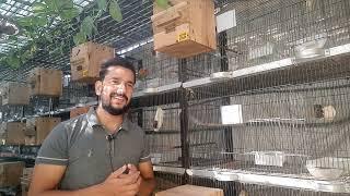 love birds ideal breeding cage size & important tips for newold fanciers