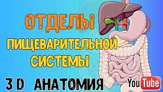 ПИЩЕВАРИТЕЛЬНАЯ СИСТЕМА ЧЕЛОВЕКА