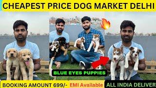 Cheapest Dog Market in Delhi NCR  Husky  German Shepherd  Baegle  English Bulldog  Labrador 