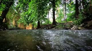 The sound of a river that makes you sleepy in 10 minutes the sound of birds study work & sleep