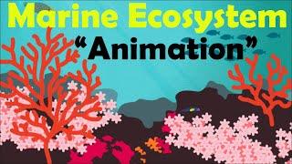 MARINE ECOSYSTEM  Biology Animation